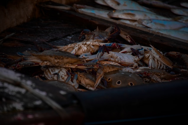 A vibrant image showcasing fresh mangrove crabs and blood cockles on a market display.