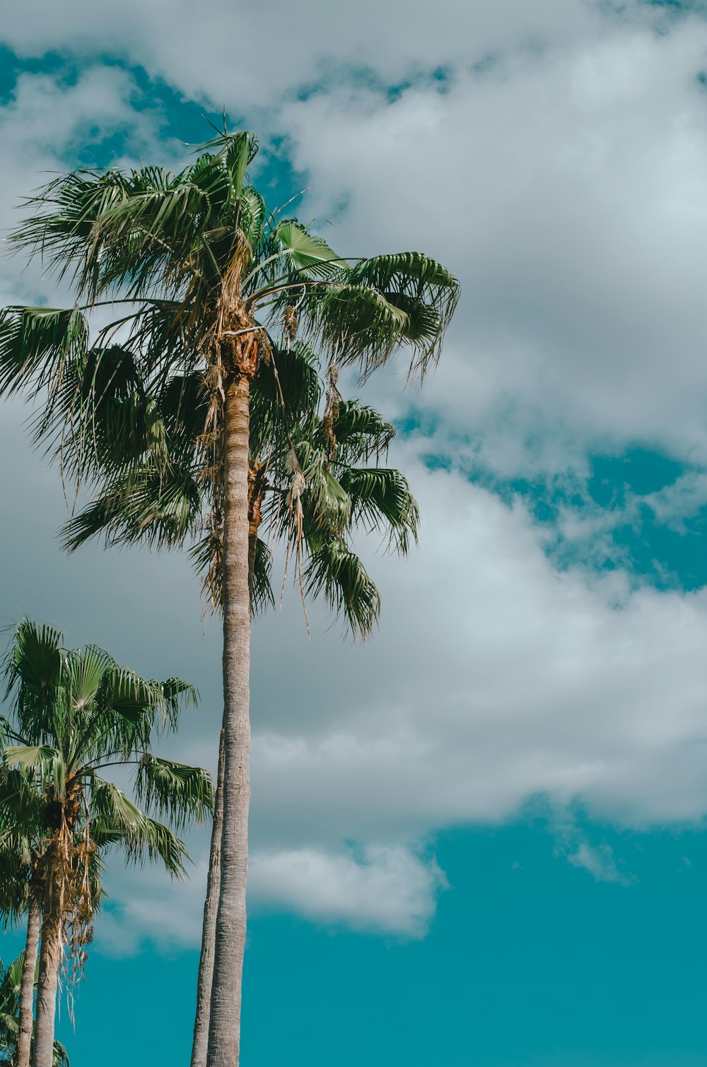 a couple of palm trees standing next to each other