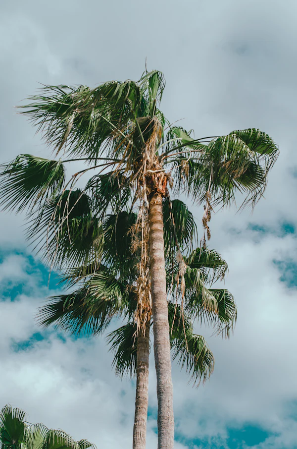 Tall palms being assessed for removal
