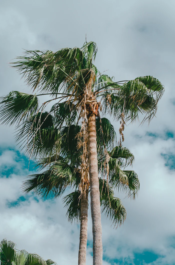 Tall Florida palm trees against a bright sky