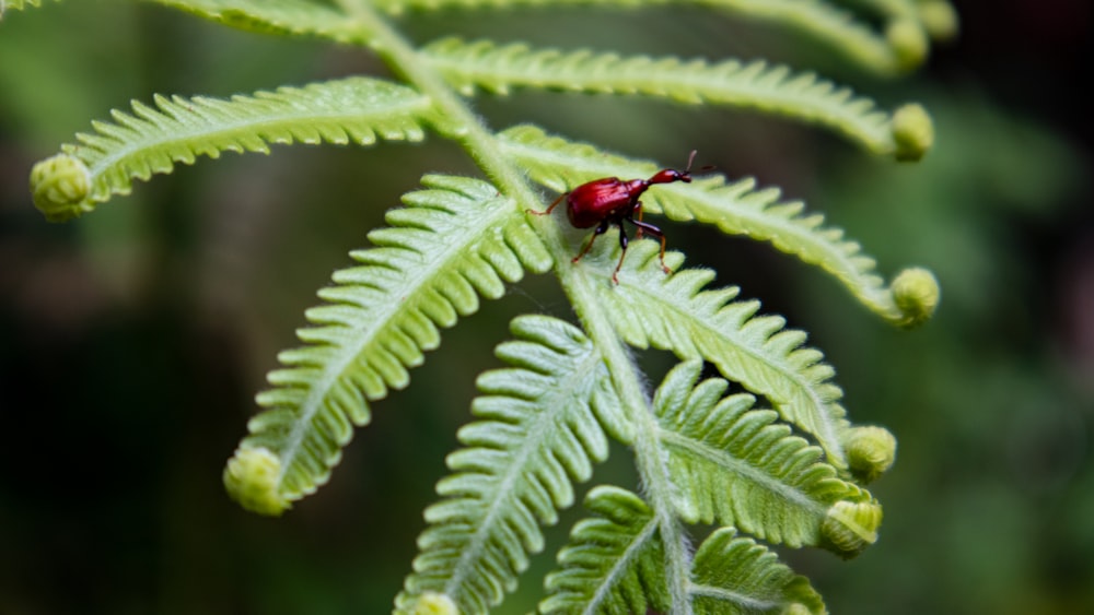 a red bug sitting on top of a green leaf