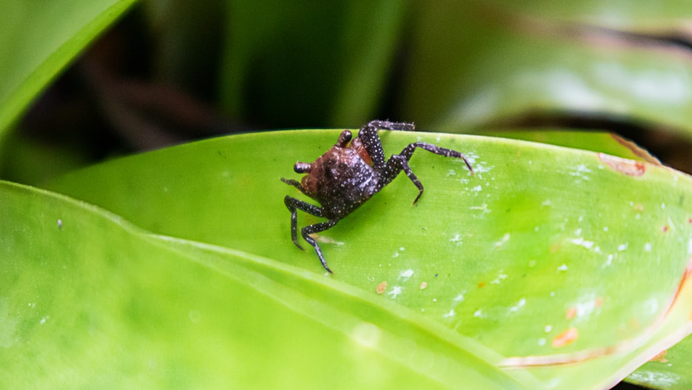 a bug sitting on top of a green leaf