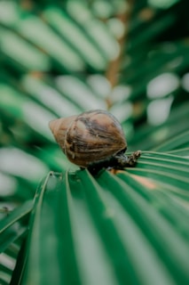 Close-up of fresh snails on a natural green leaf background