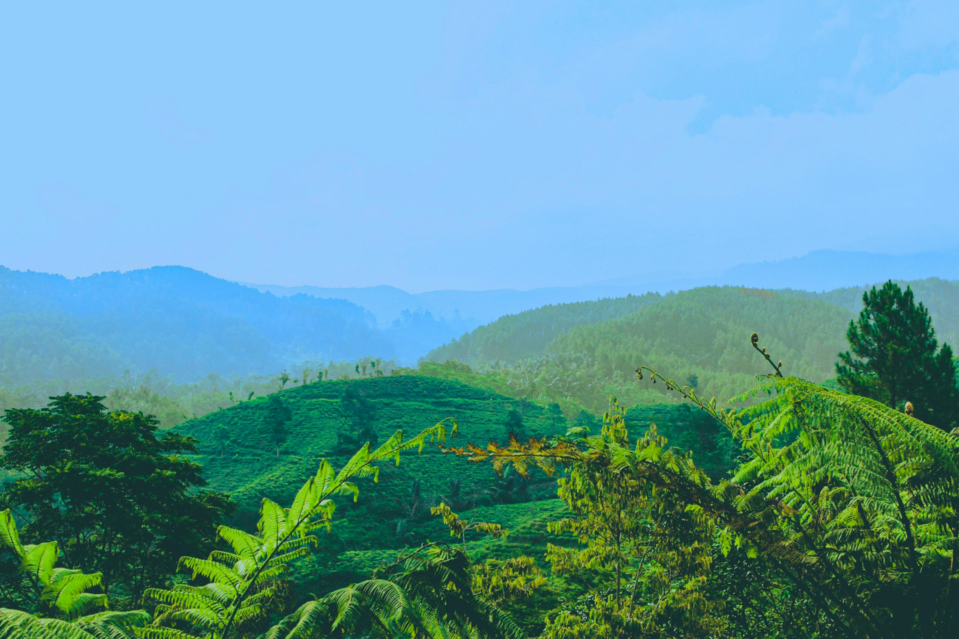 Photo by firmanfatthul