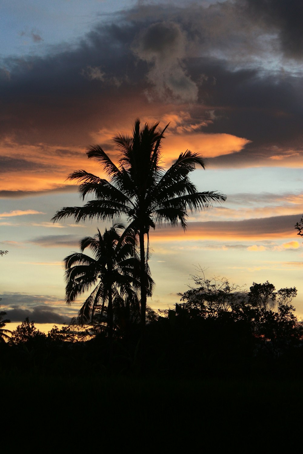 a palm tree is silhouetted against a colorful sunset
