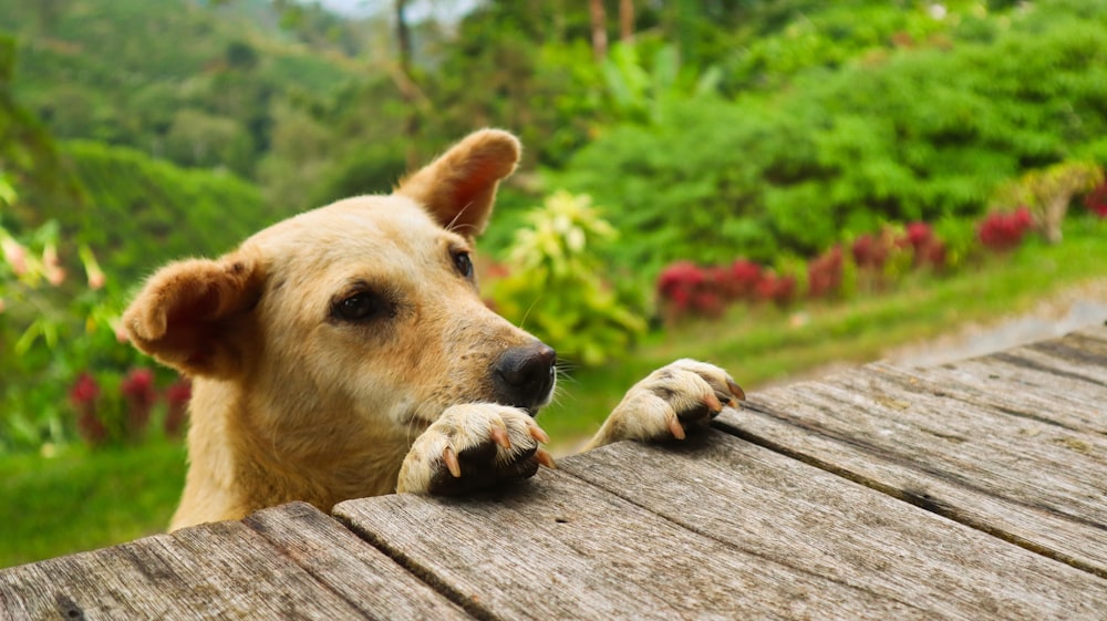 a brown dog leaning over a wooden table