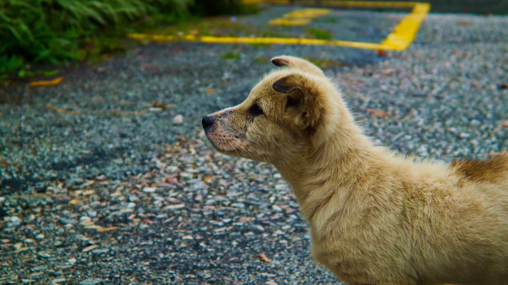 um cão marrom em pé no topo de uma estrada de cascalho