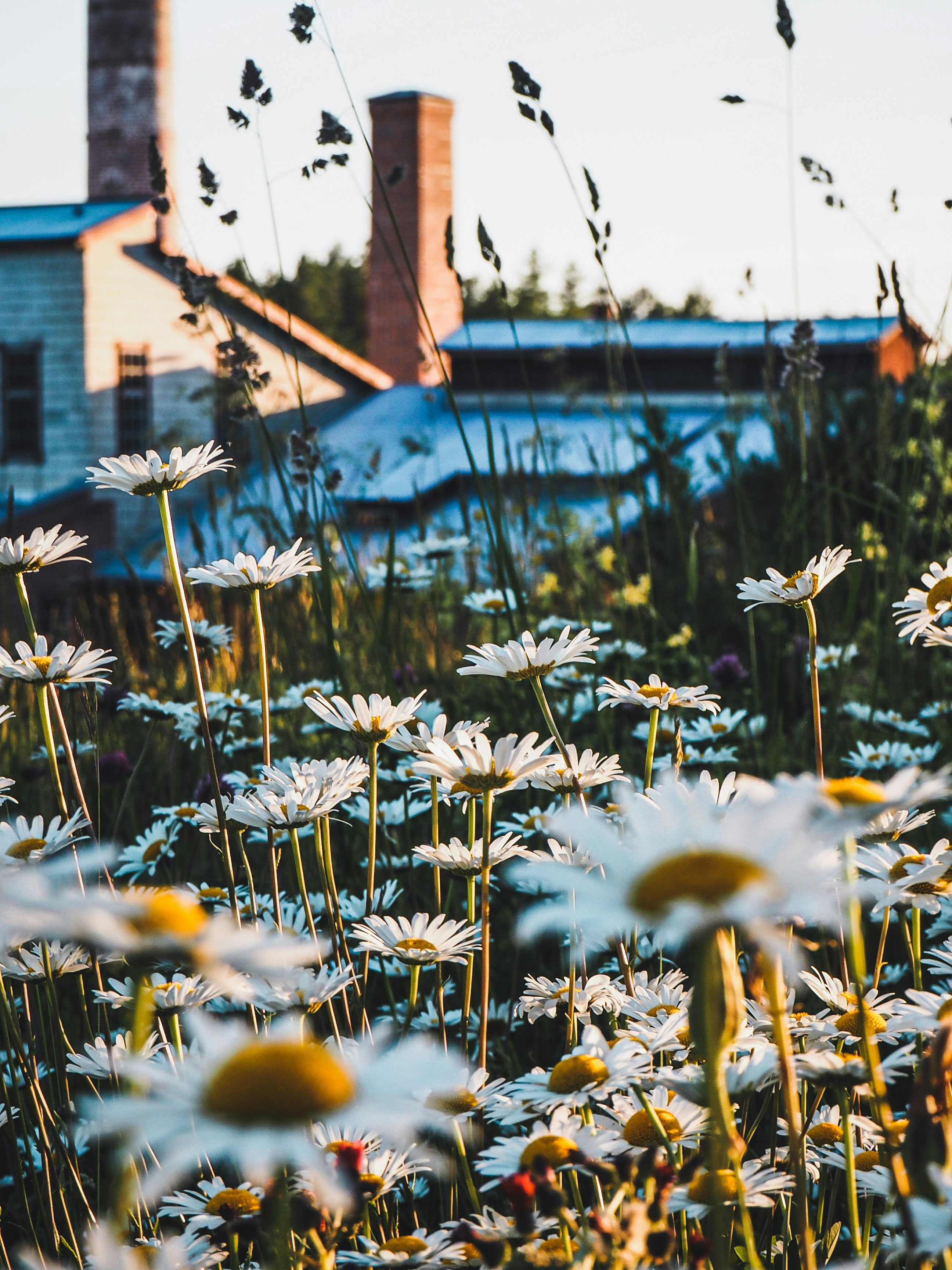 A field of daisies in front of a building photo Free Daisies Image on