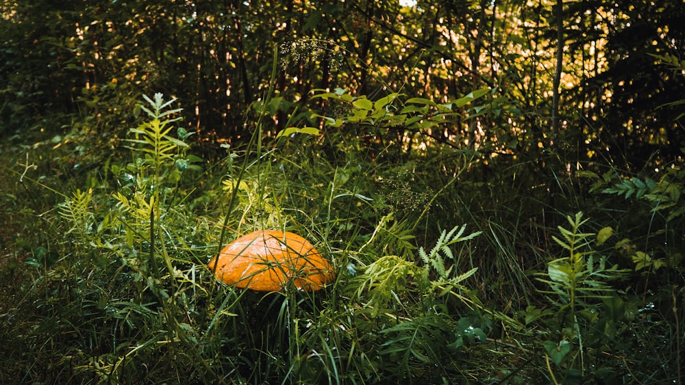 an orange ball sitting in the middle of a field