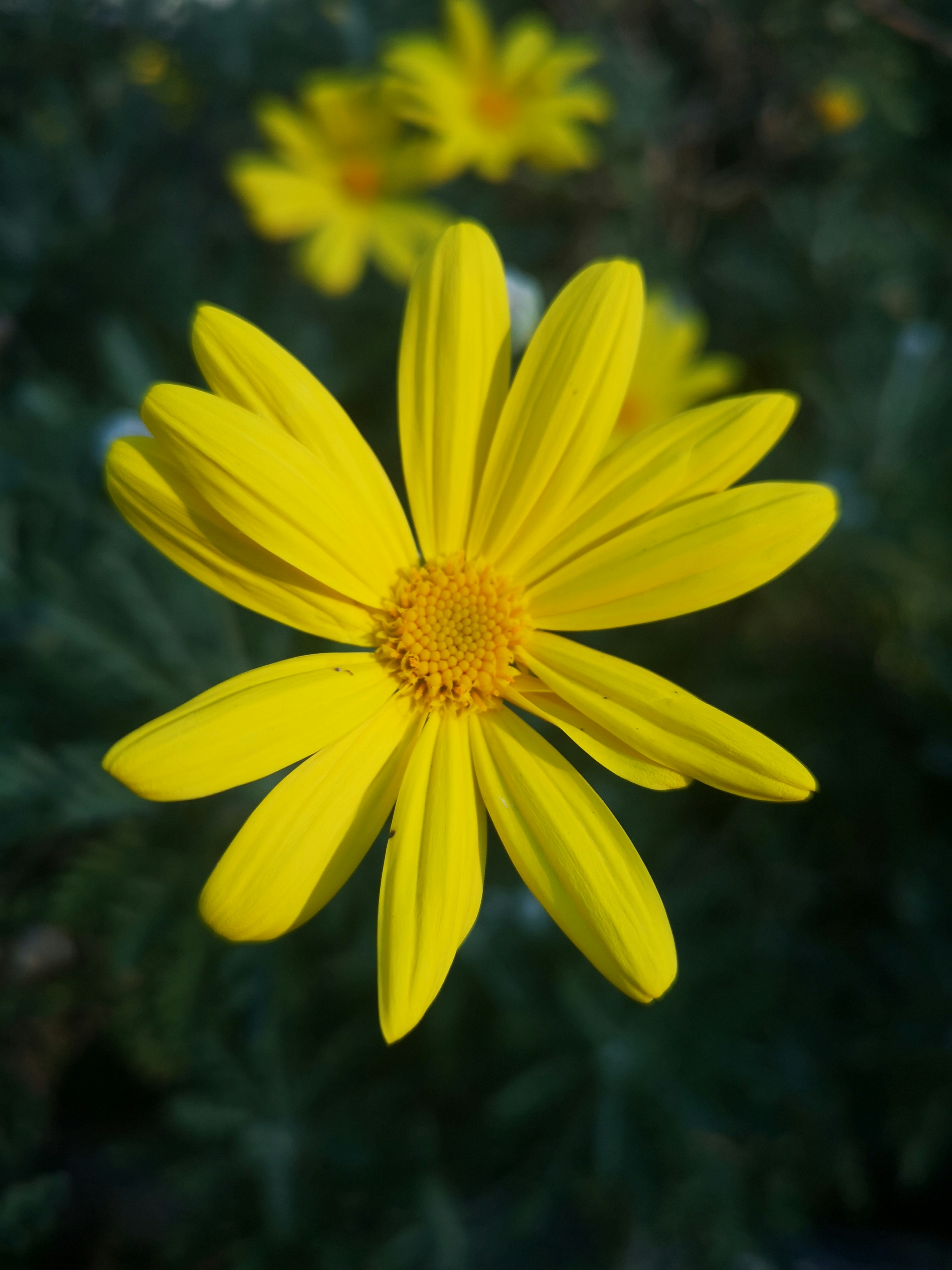 Photo by dilettadavolio