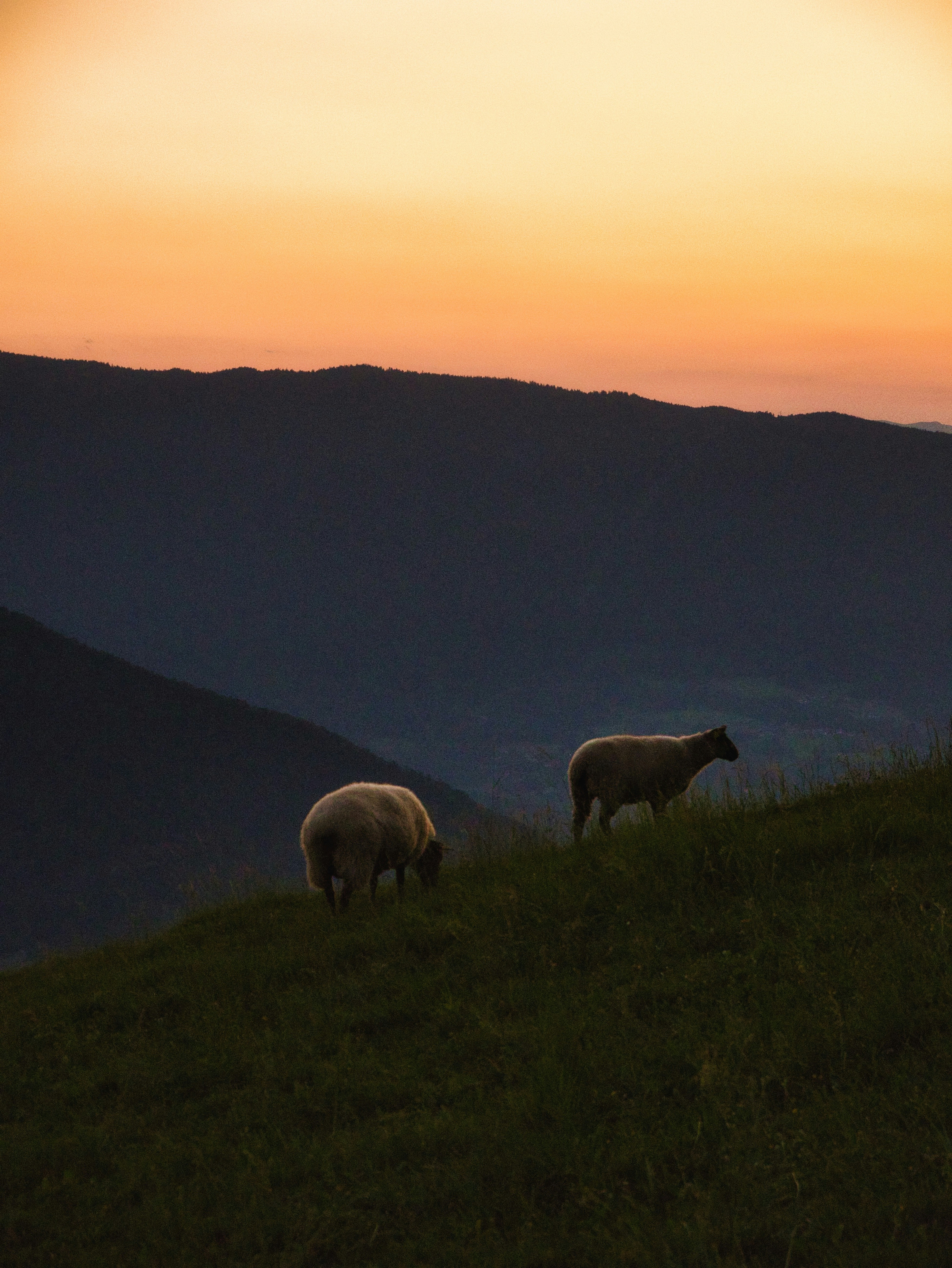 a couple of sheep standing on top of a lush green hillside