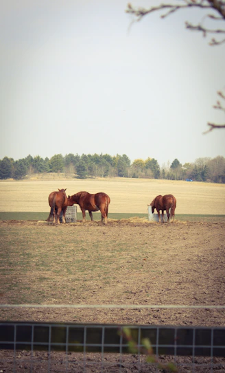 a group of brown horses standing on top of a grass covered field