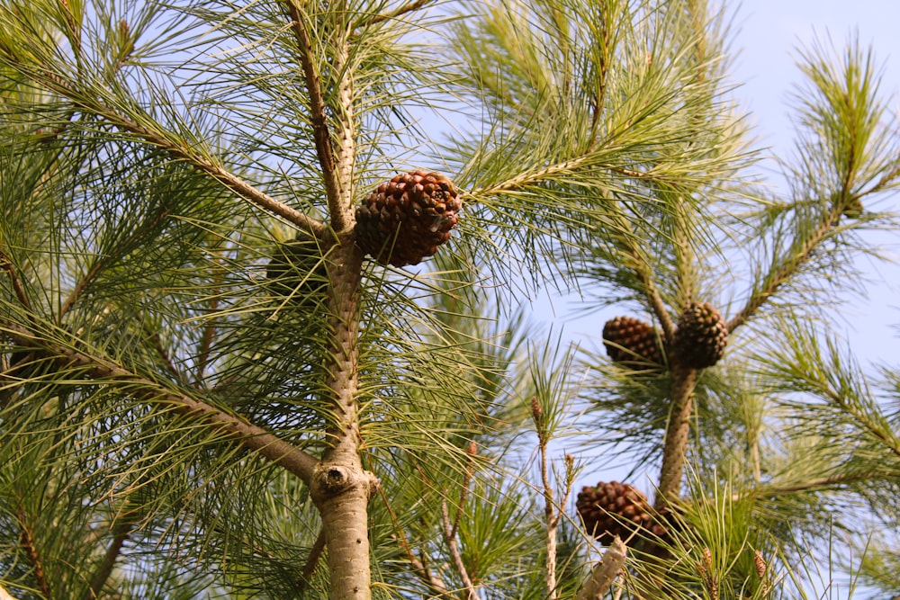 a pine tree with cones hanging from it's branches