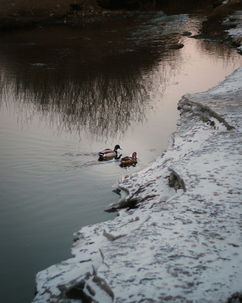 a couple of ducks swimming in a river