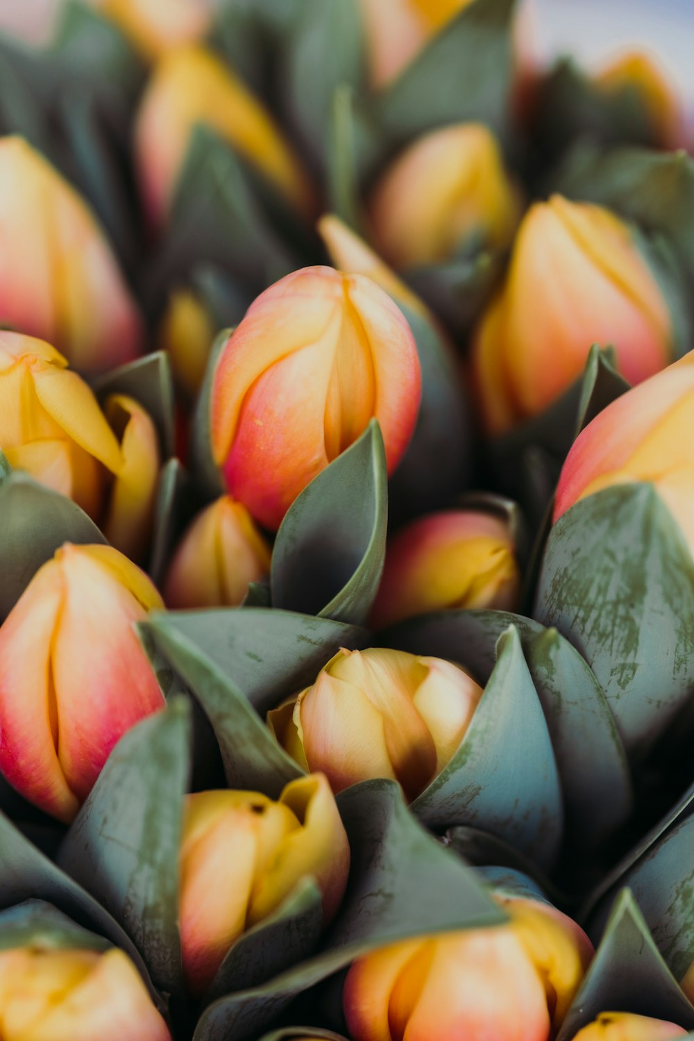 a close up of a bunch of flowers with leaves