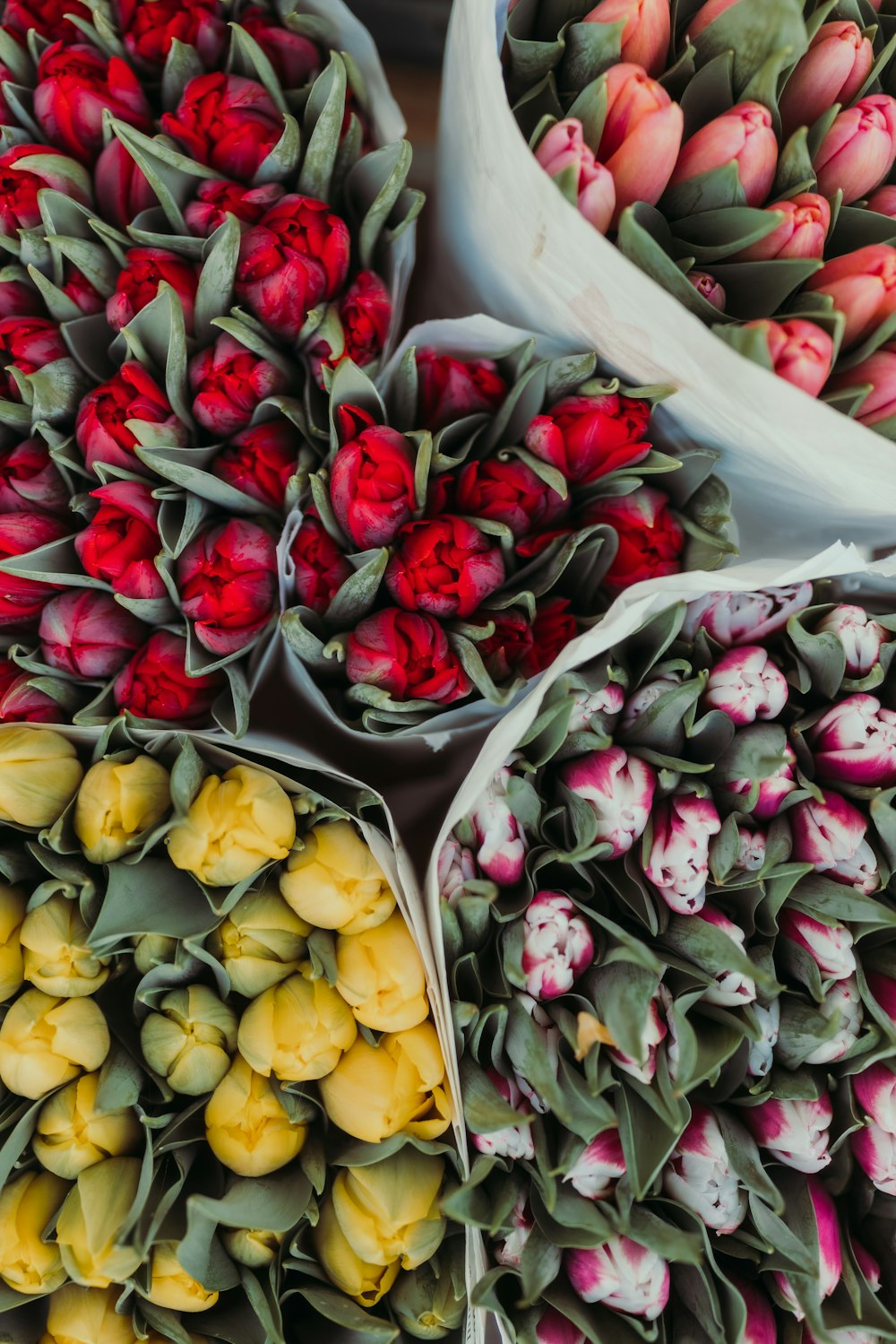 a bunch of tulips that are in a bunch