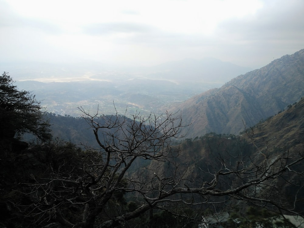 a view of a mountain range with a tree in the foreground