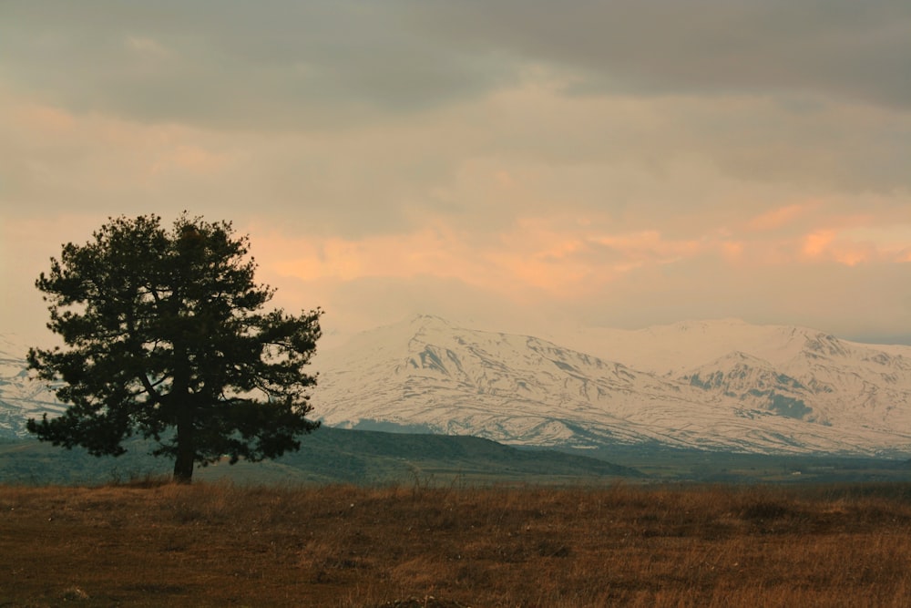 a lone tree in a field with mountains in the background