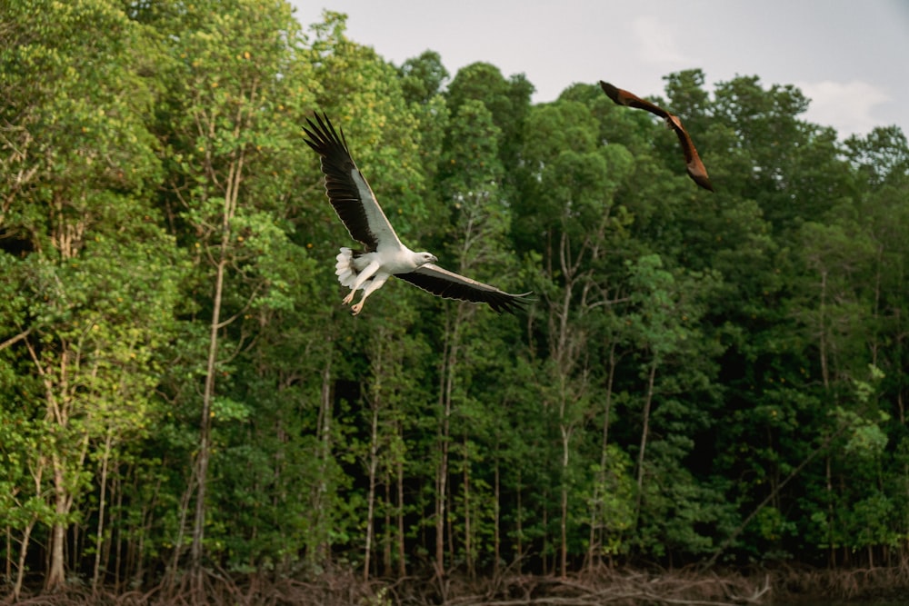 Ein großer Vogel fliegt über ein Gewässer