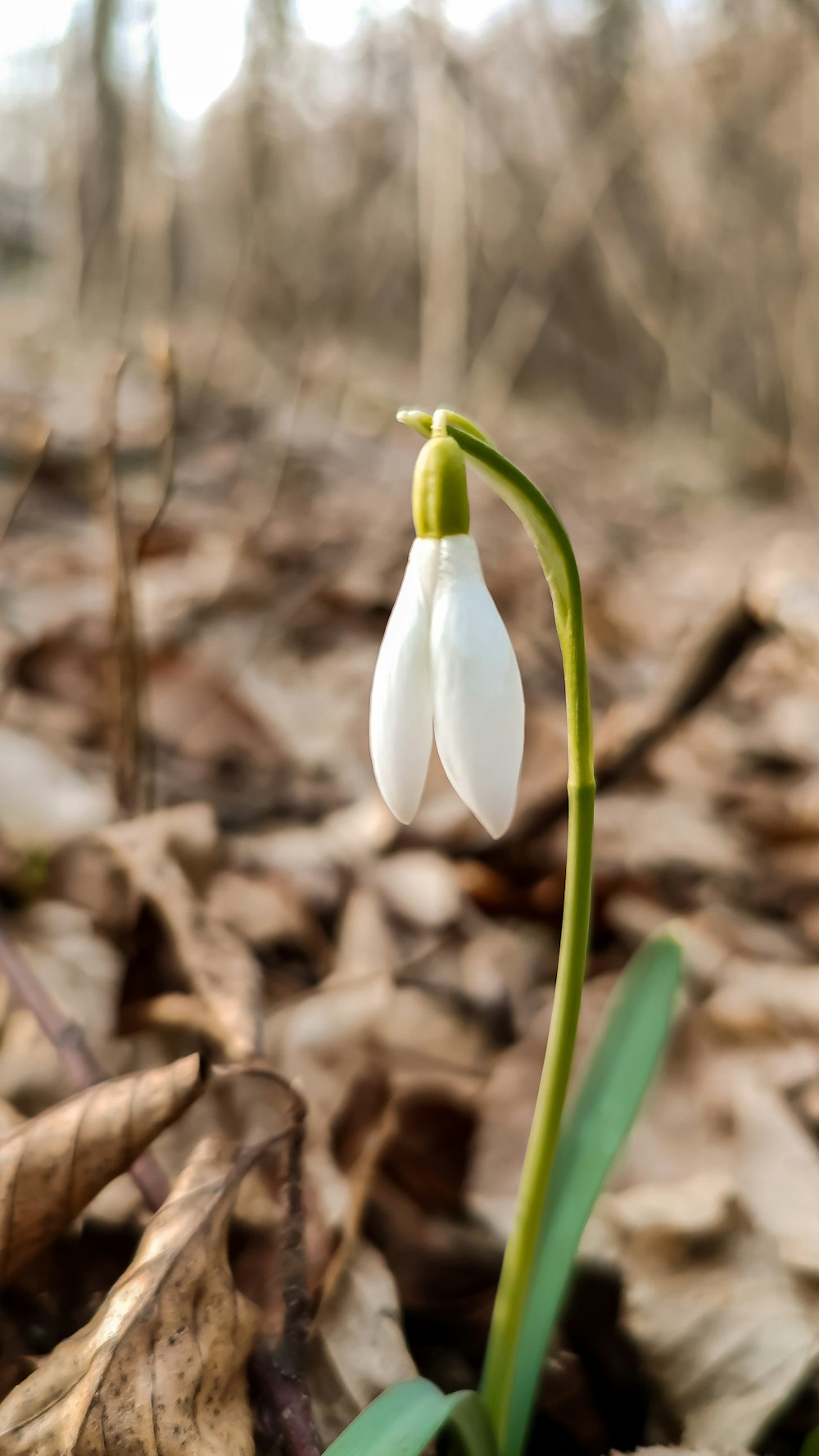 a single white flower is growing in the woods