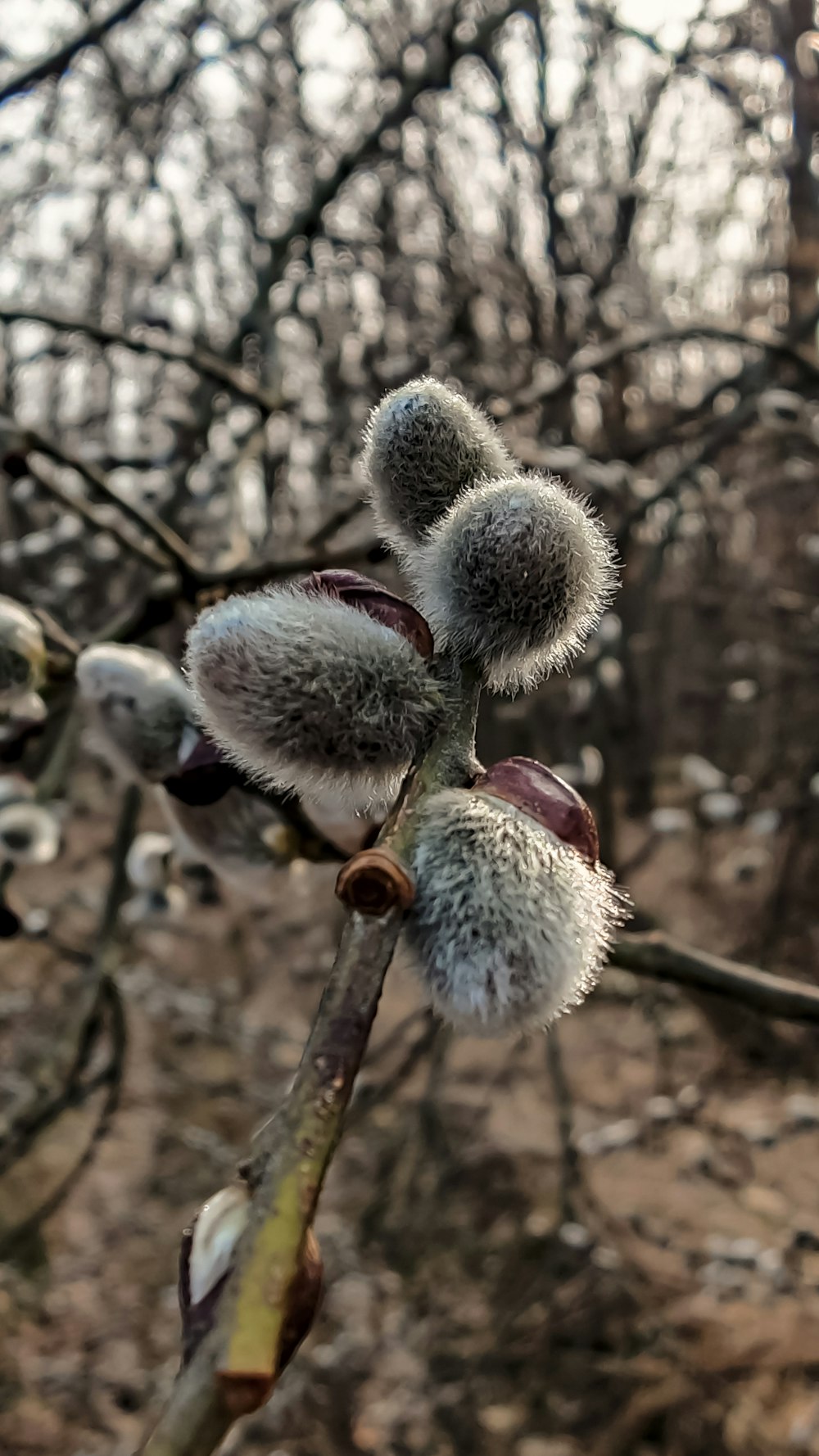 a close up of a flower on a tree branch