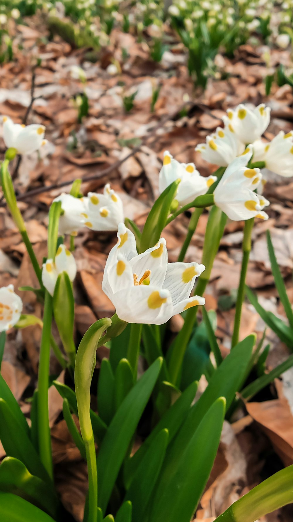 a bunch of white flowers that are in the dirt