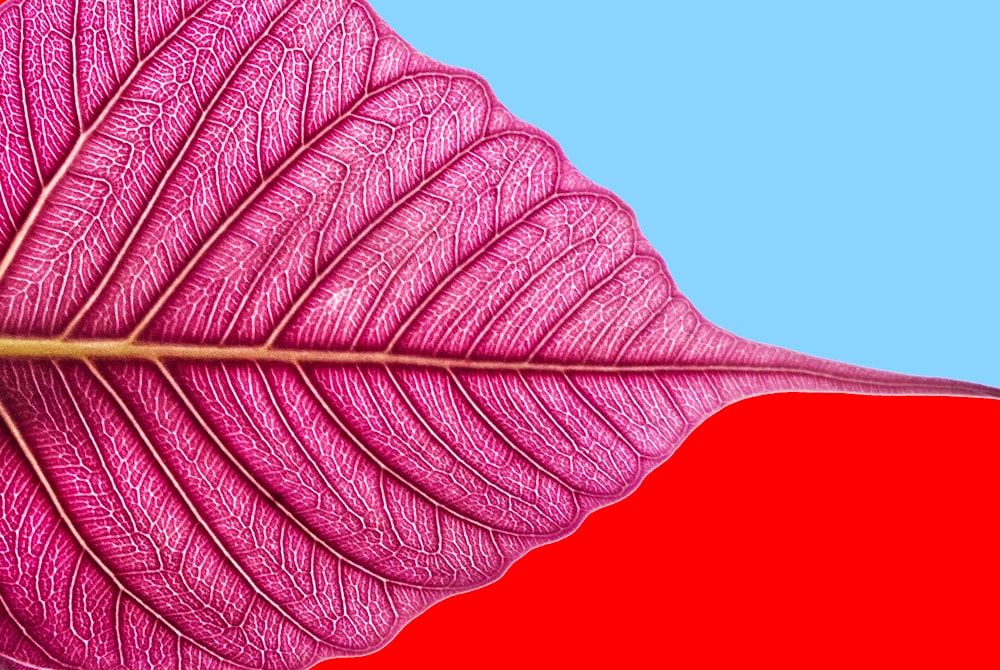 a close up of a pink leaf on a blue background