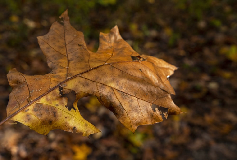 a leaf that is laying on the ground