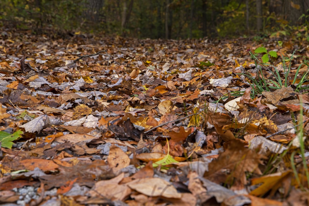 a bunch of leaves that are on the ground