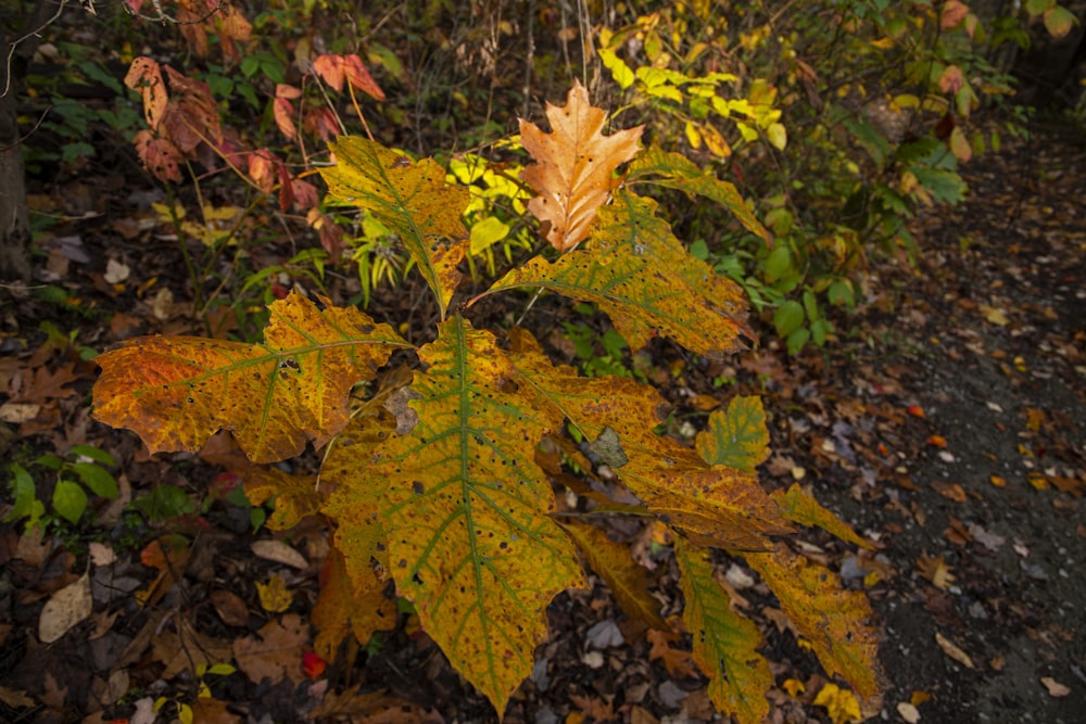 a close up of a leaf on a tree