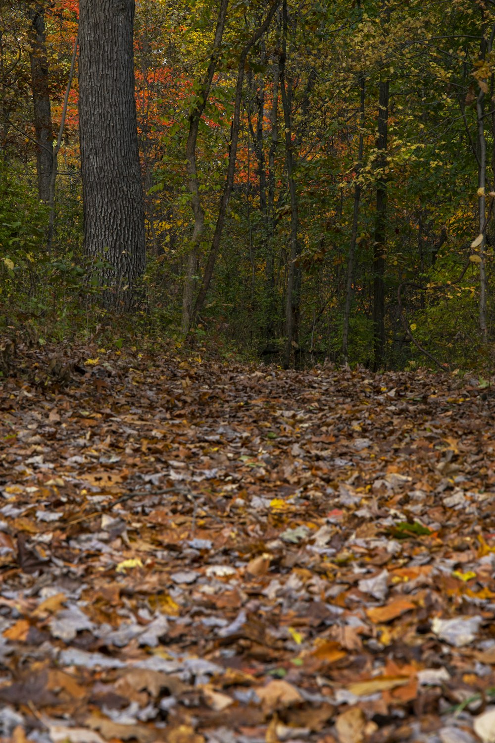 a forest filled with lots of leaf covered ground