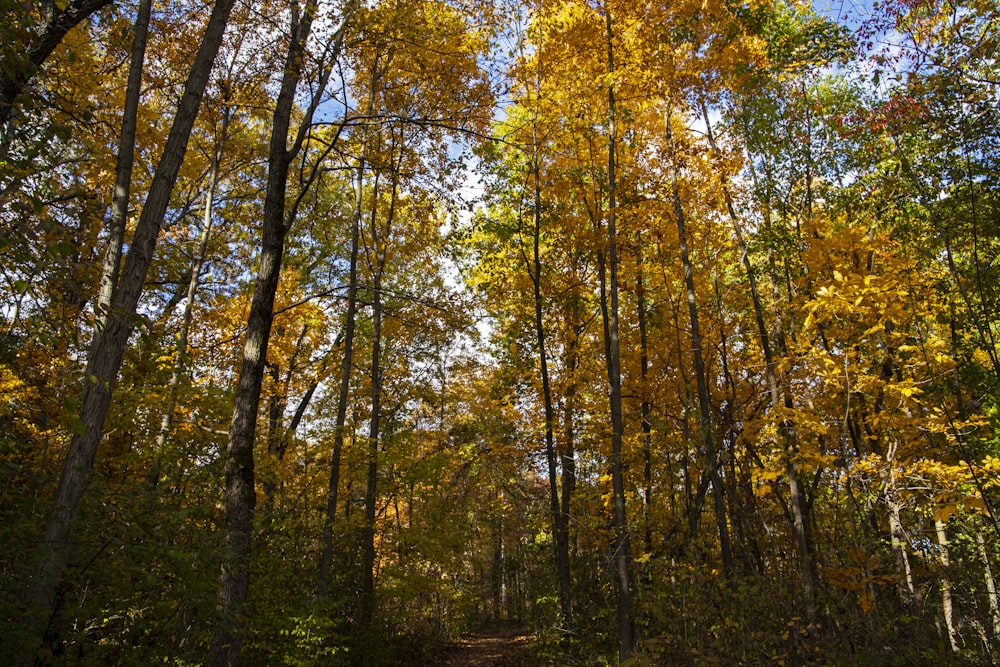 Un chemin de terre entouré de nombreux arbres