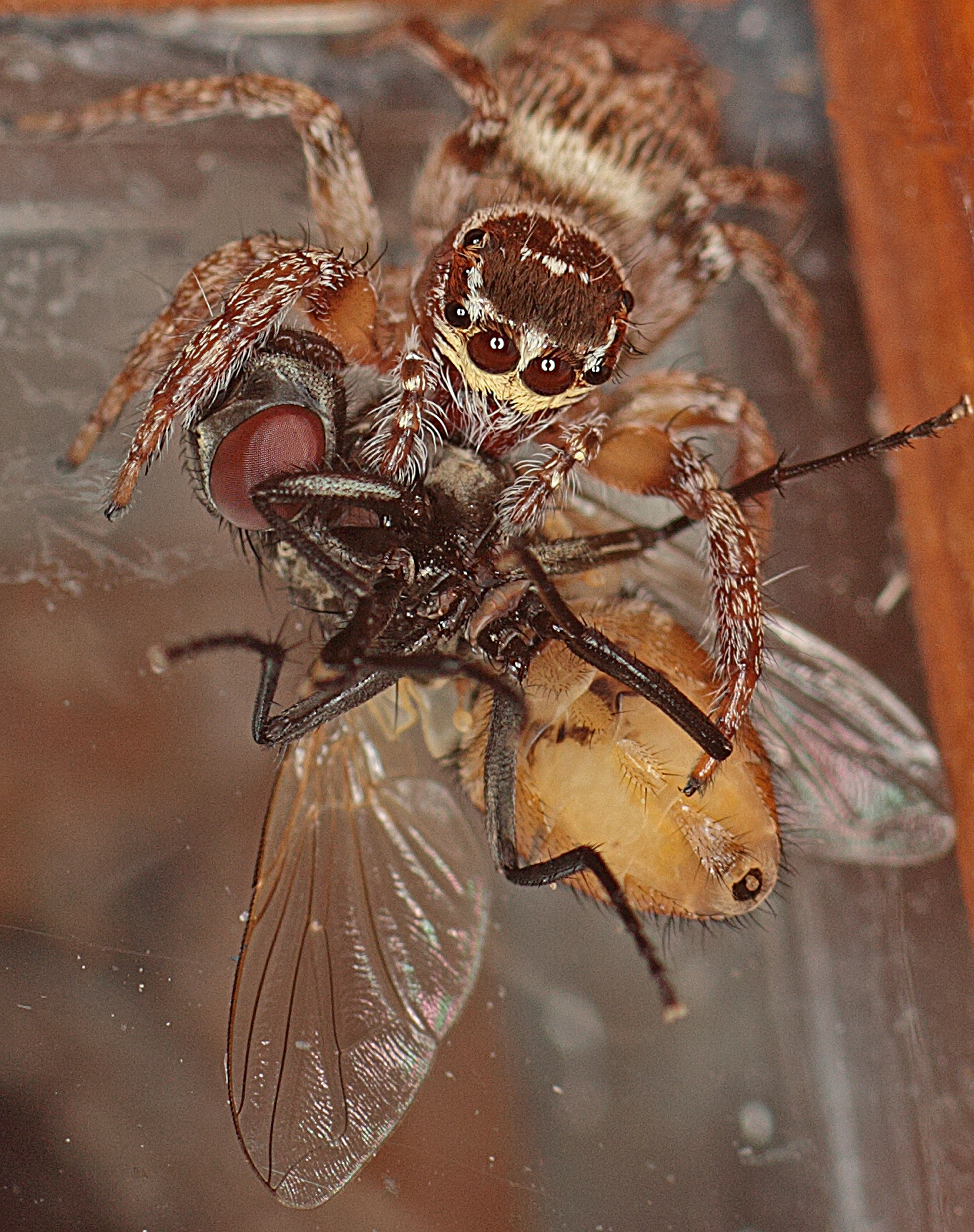 Un primer plano de una araña en la mano de una persona