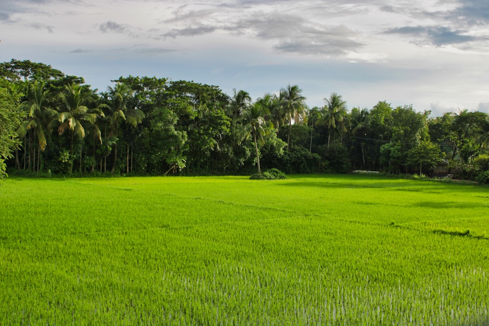 a lush green field with trees in the background