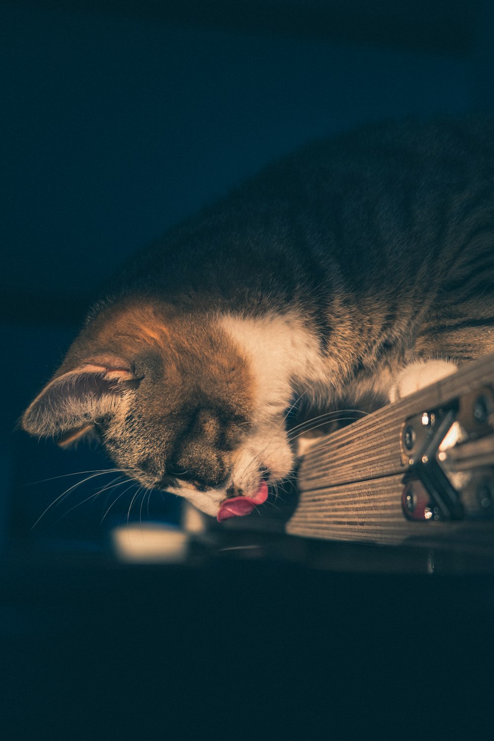 a cat laying on top of a record player