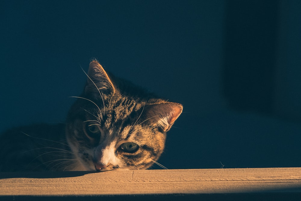 a cat sitting on top of a wooden table