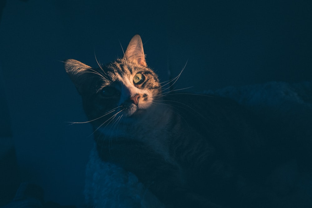 a cat sitting in the dark looking up