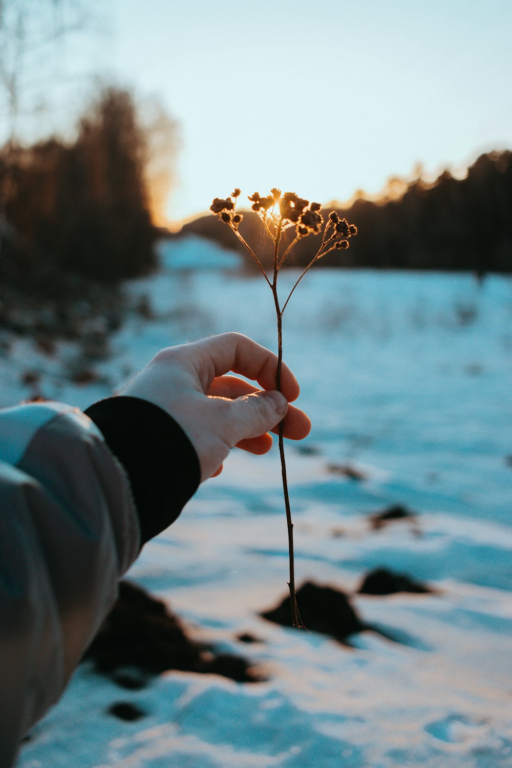 a person holding a flower in their hand