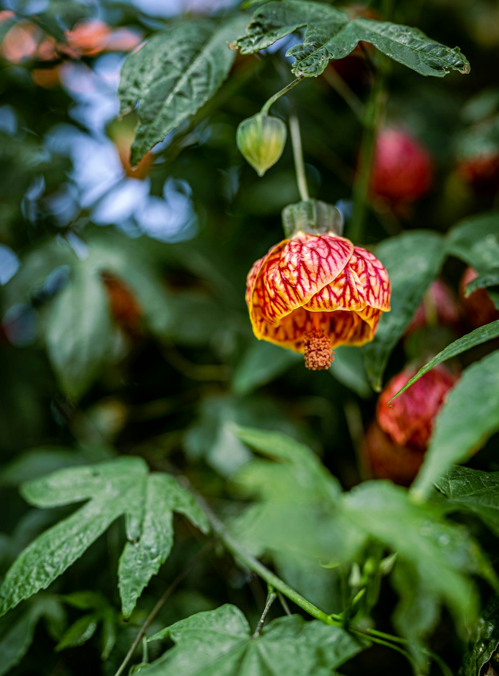 a close up of a flower on a plant