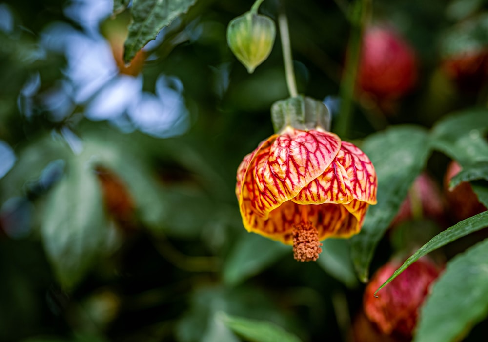 a close up of a flower on a tree