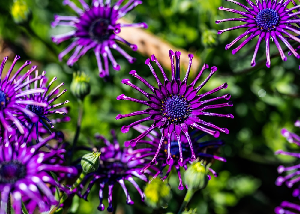 a bunch of purple flowers that are in the grass