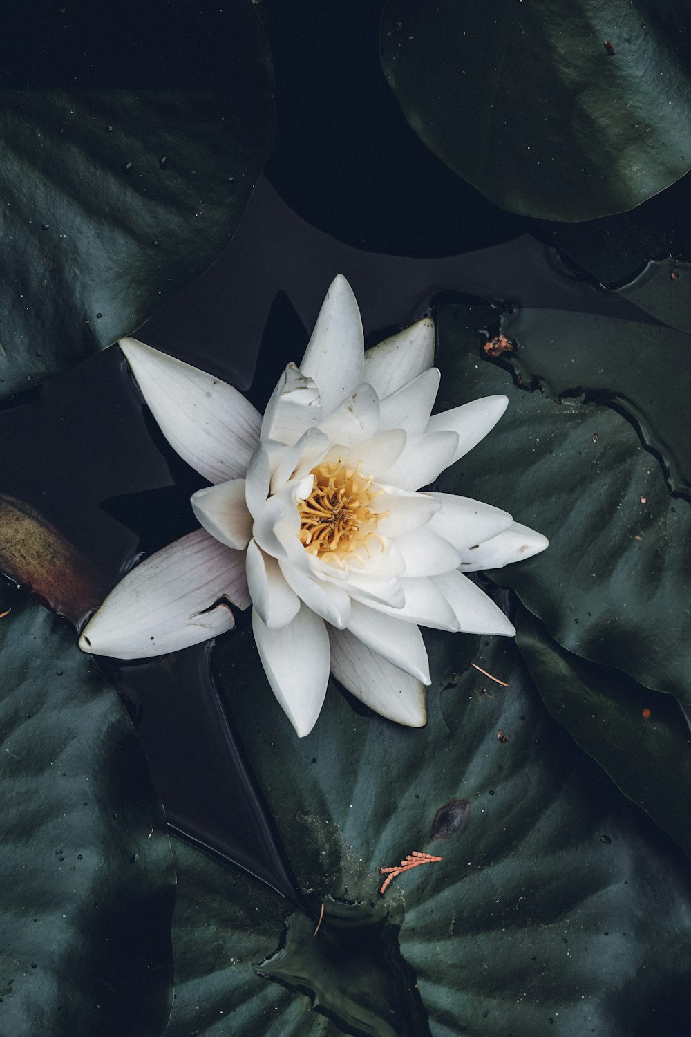 a white flower sitting on top of a green leaf
