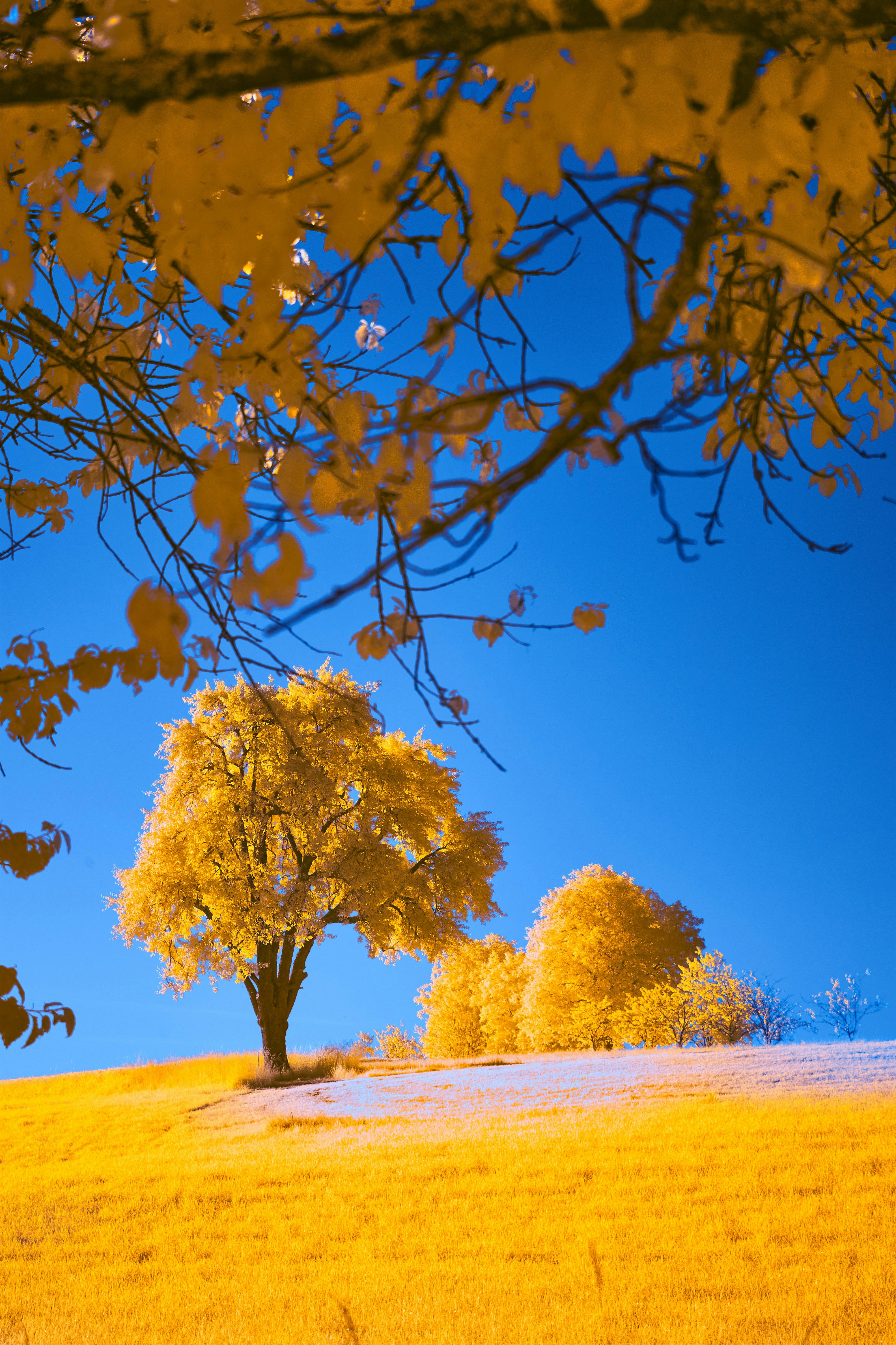 Photo by wolfgang_hasselmann