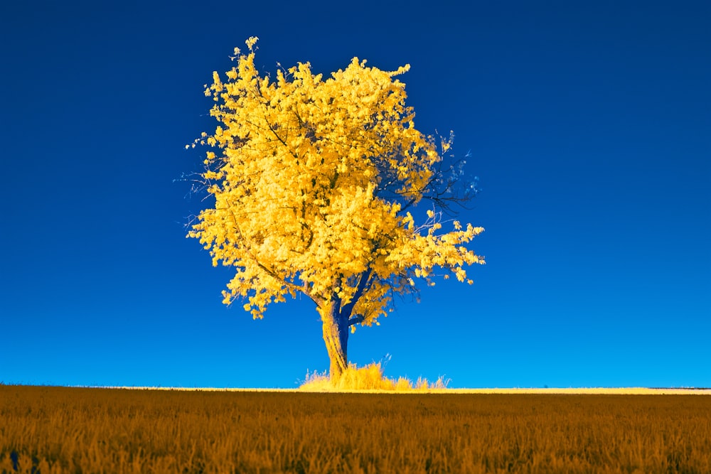 a tree in a field with a blue sky in the background