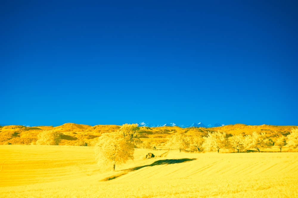 a yellow field with trees and a blue sky