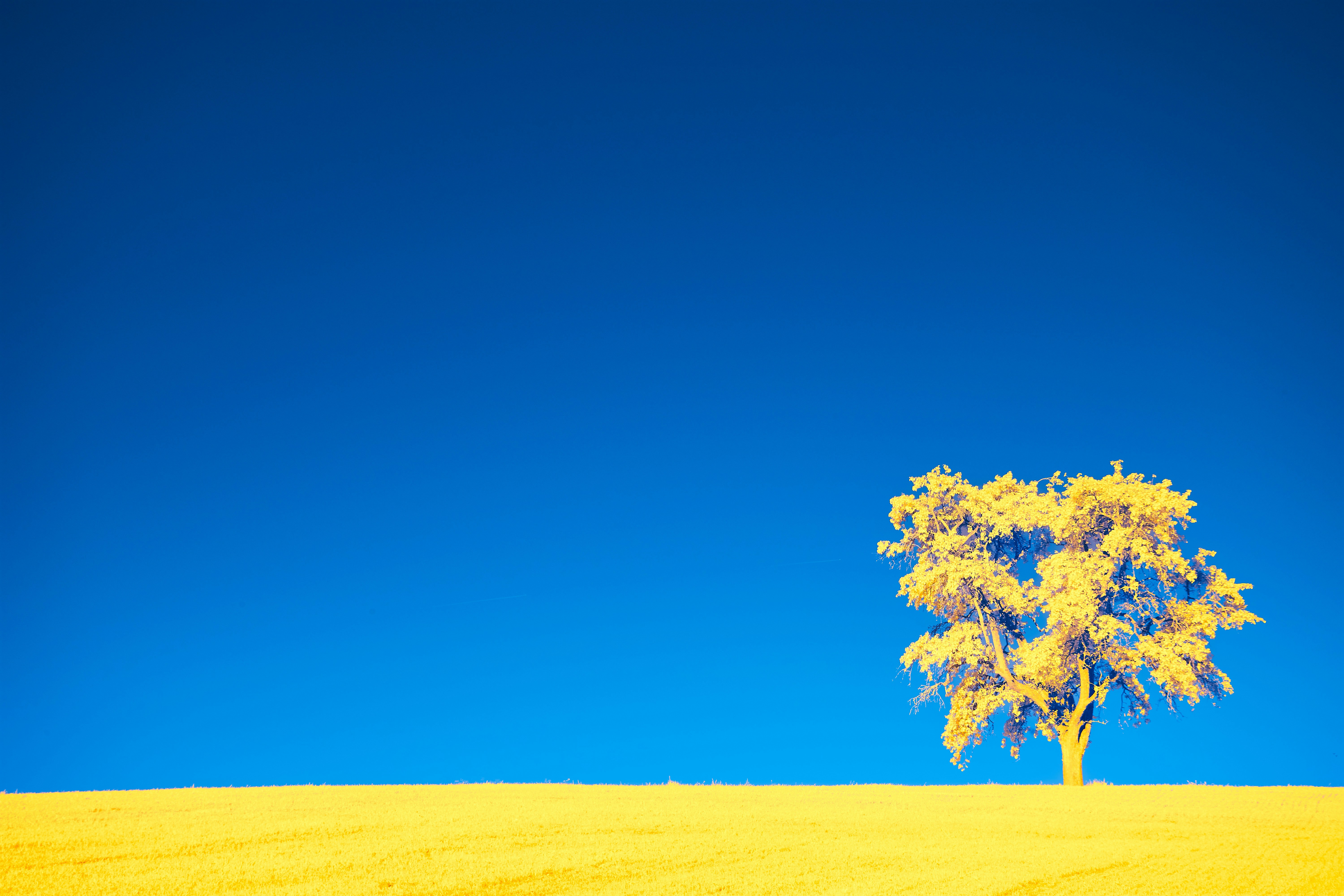 Photo by wolfgang_hasselmann