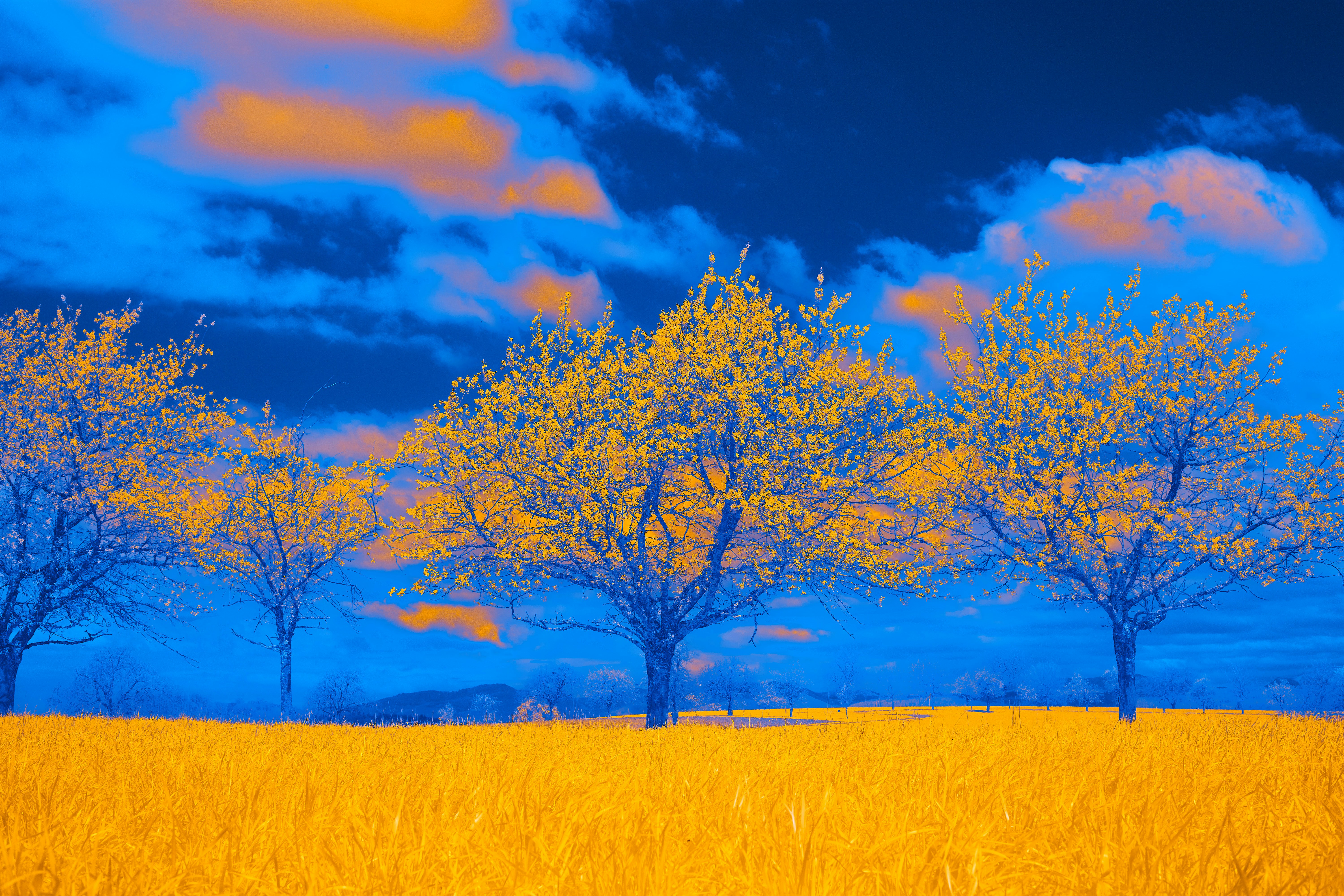 Photo by wolfgang_hasselmann