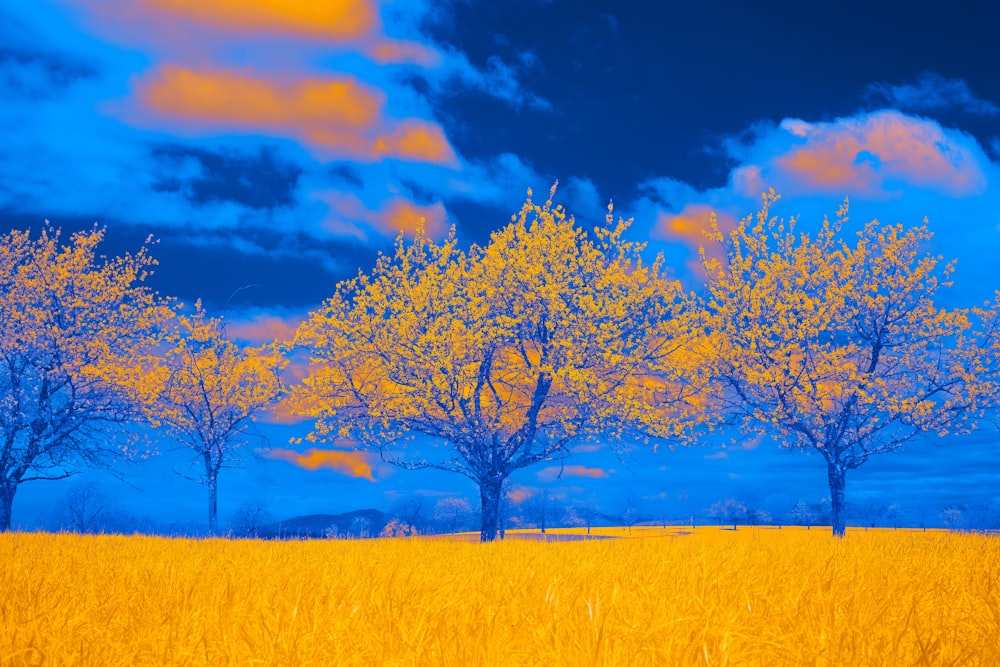 three trees in a field with a blue sky in the background