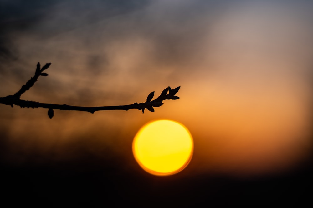 the sun is setting behind a tree branch