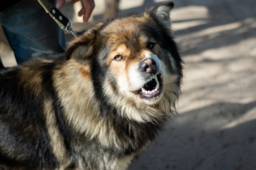 A fluffy, brown and black dog with its mouth slightly open, appearing to be barking or growling. It has a thick fur coat, and there's a person holding its leash partially visible in the background.